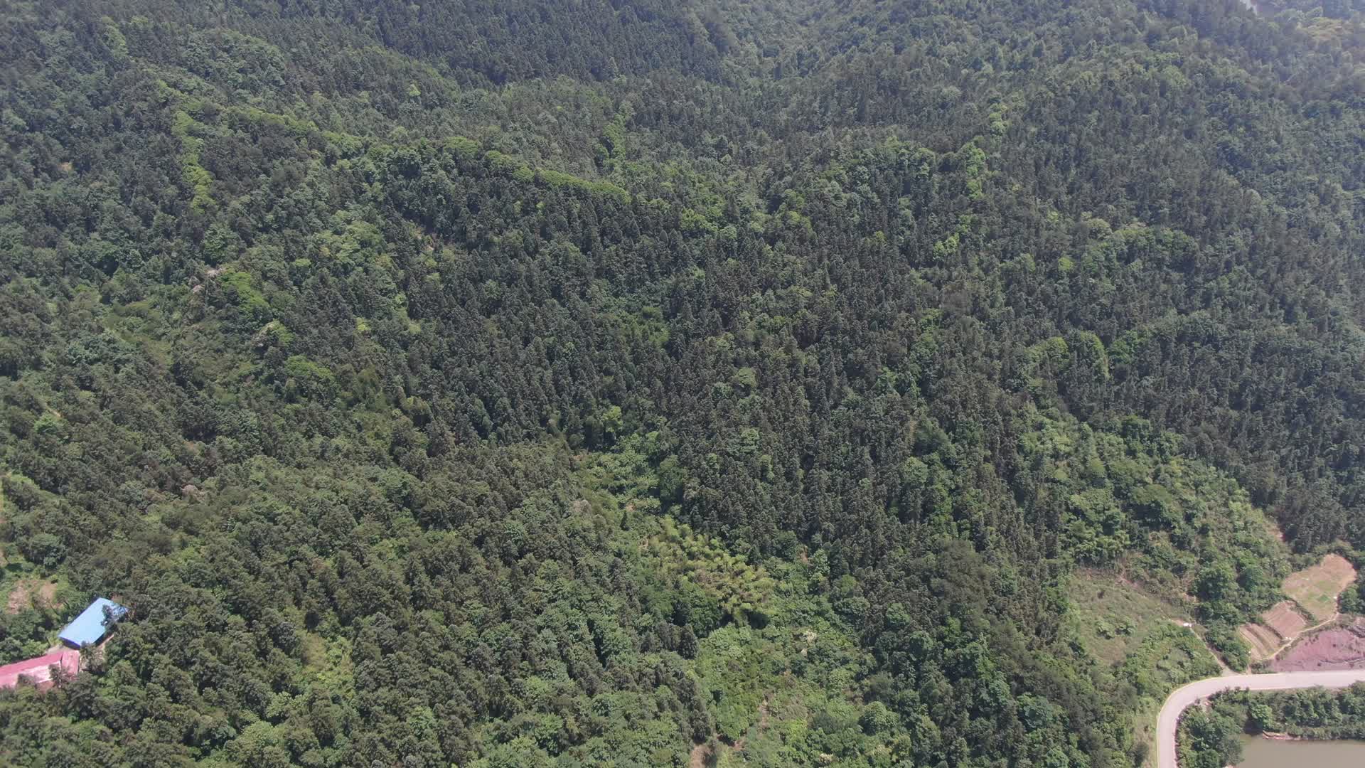 航拍大自然绿色森林植物视频的预览图