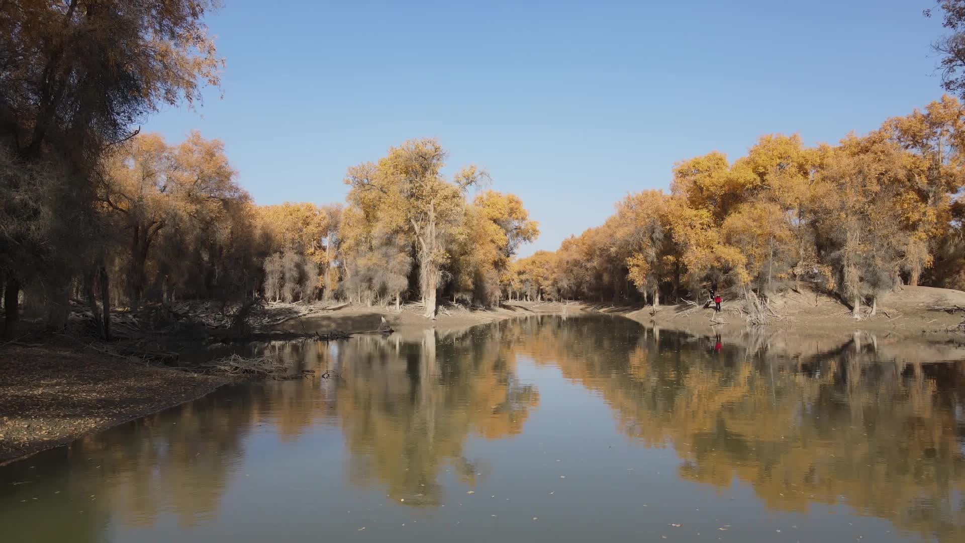 十月南疆胡杨林视频的预览图
