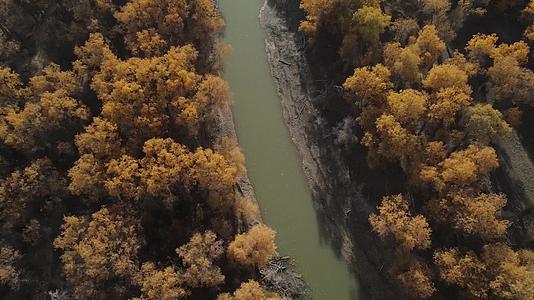 十月南疆胡杨林航拍视频的预览图