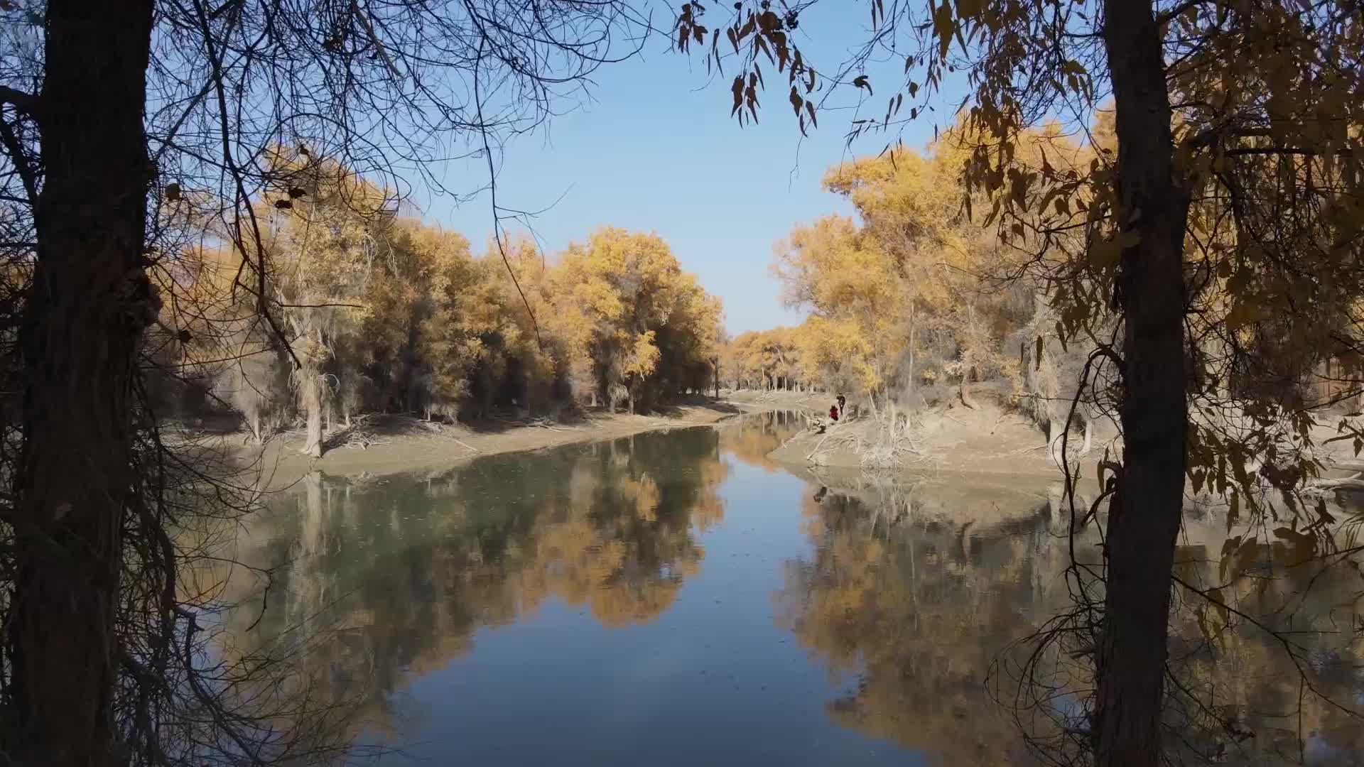 十月金秋南疆胡杨林视频的预览图