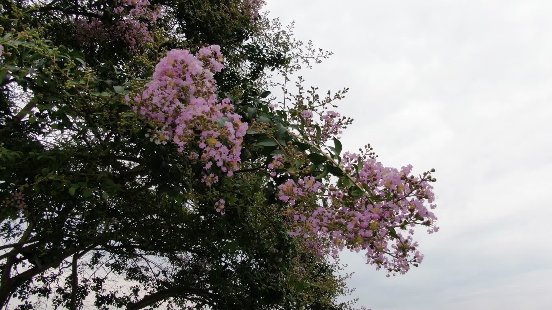 风中摇曳的紫薇花视频的预览图