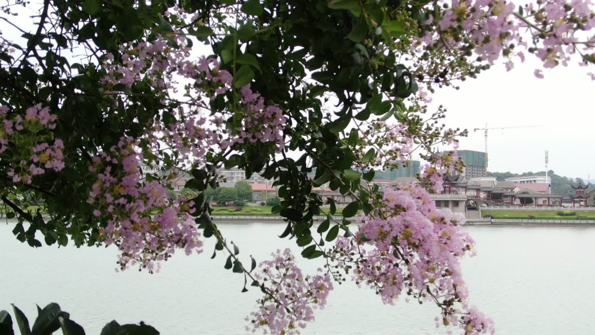湖边风中摇曳紫薇花视频的预览图
