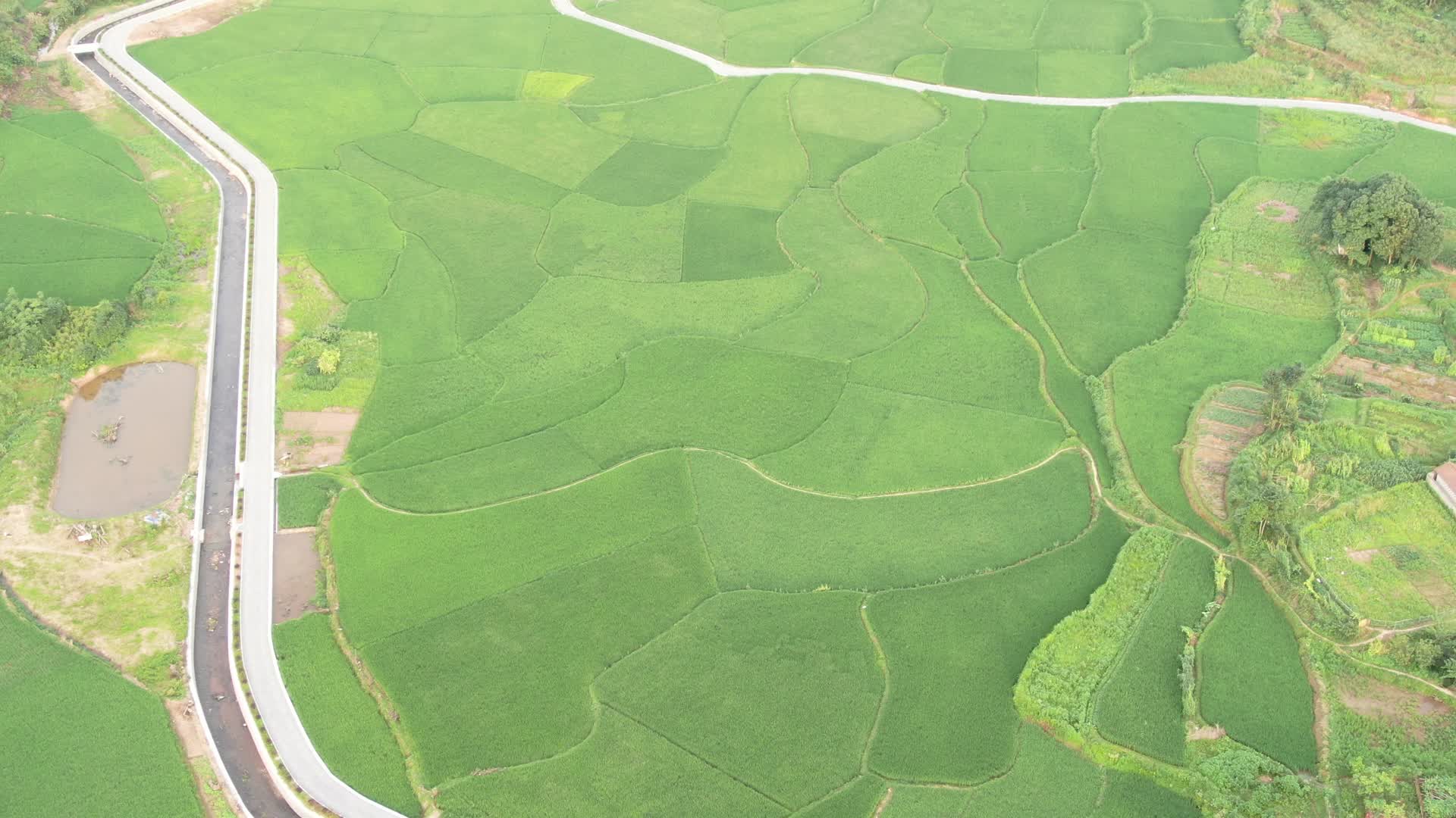 4K航拍绿色农业种植水稻视频的预览图