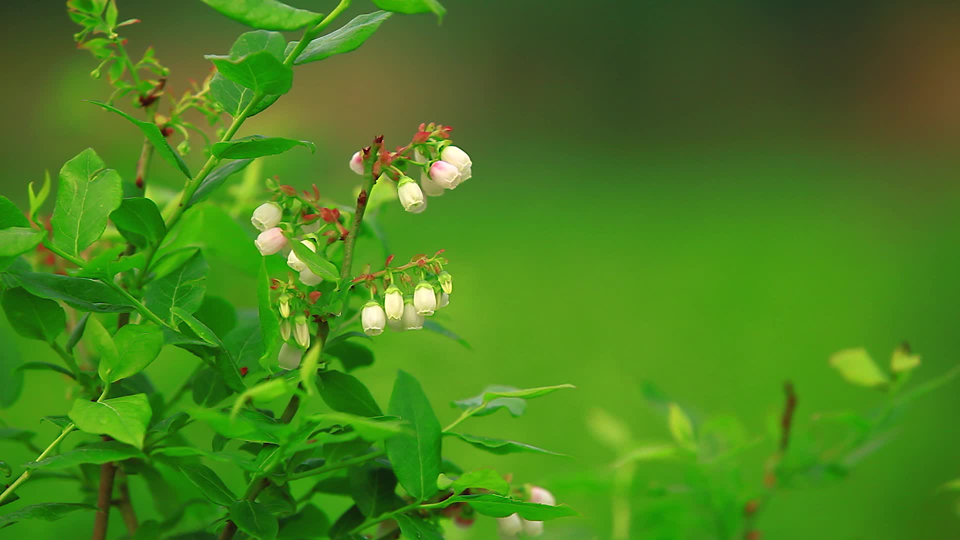 实拍蓝莓种植基地绿色植物视频的预览图