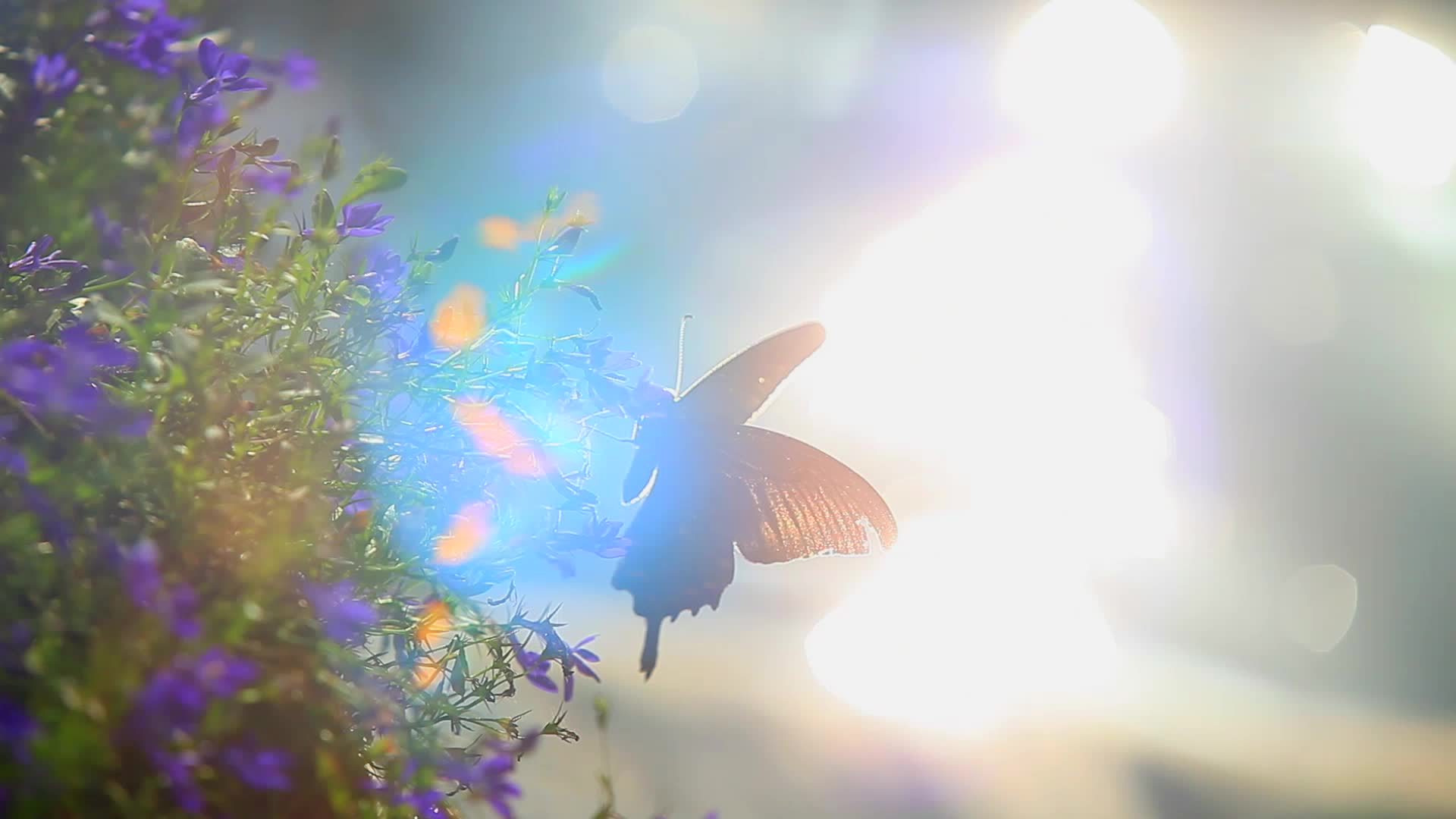 实拍唯美蝴蝶梦幻光影视频的预览图