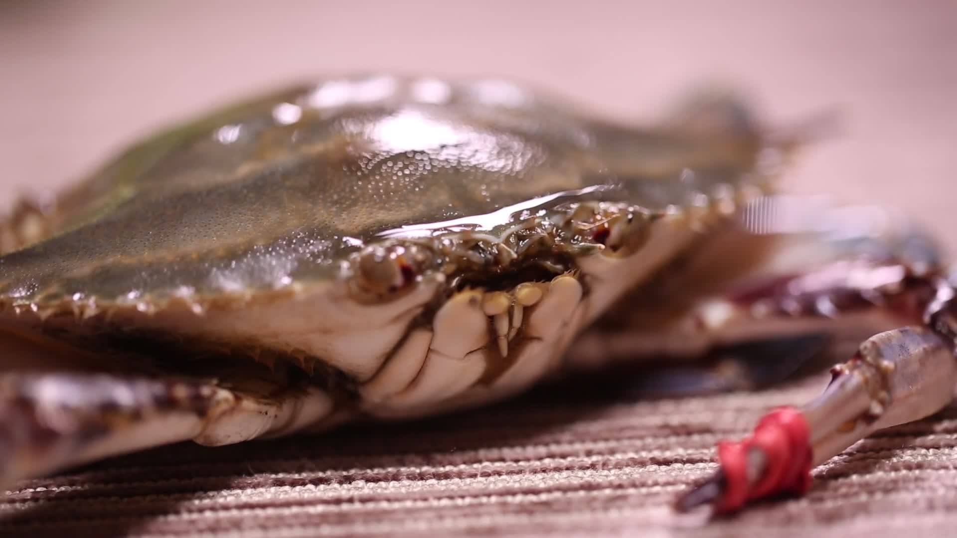 飞蟹梭子蟹螃蟹视频的预览图