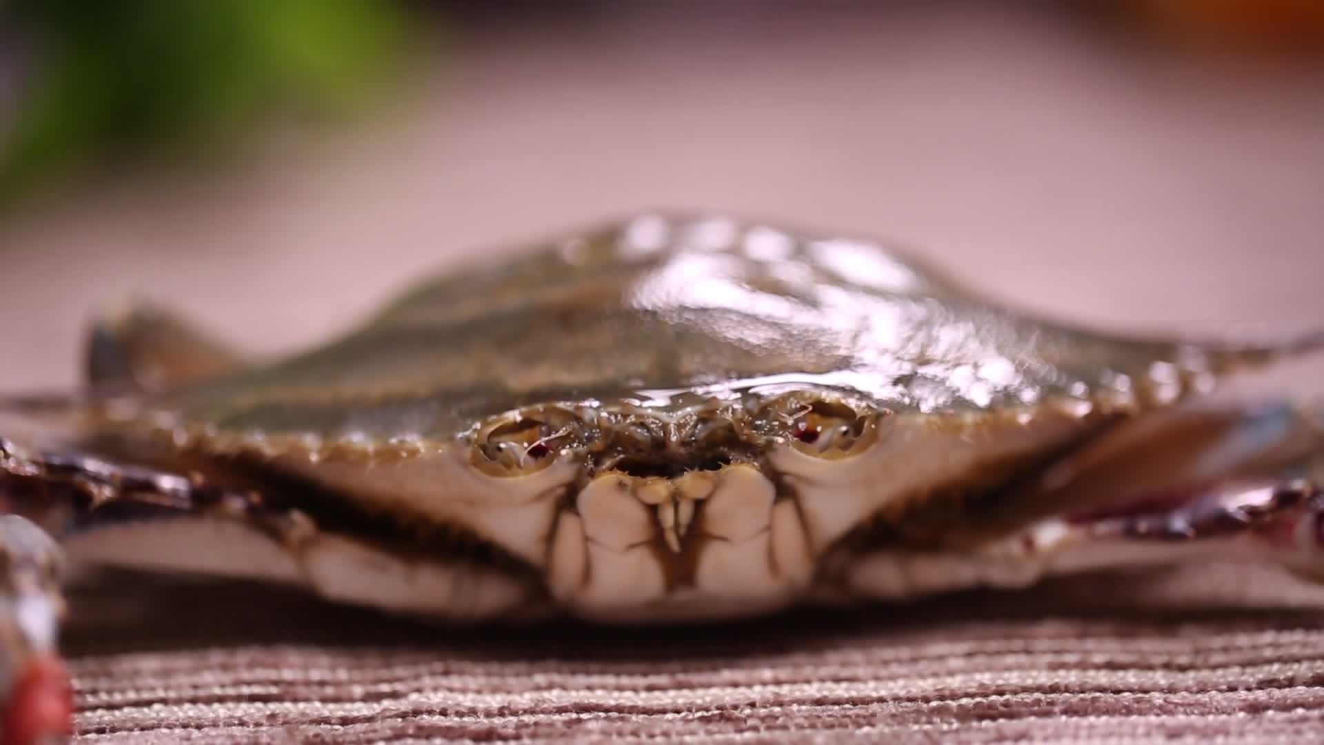 飞蟹梭子蟹螃蟹视频的预览图