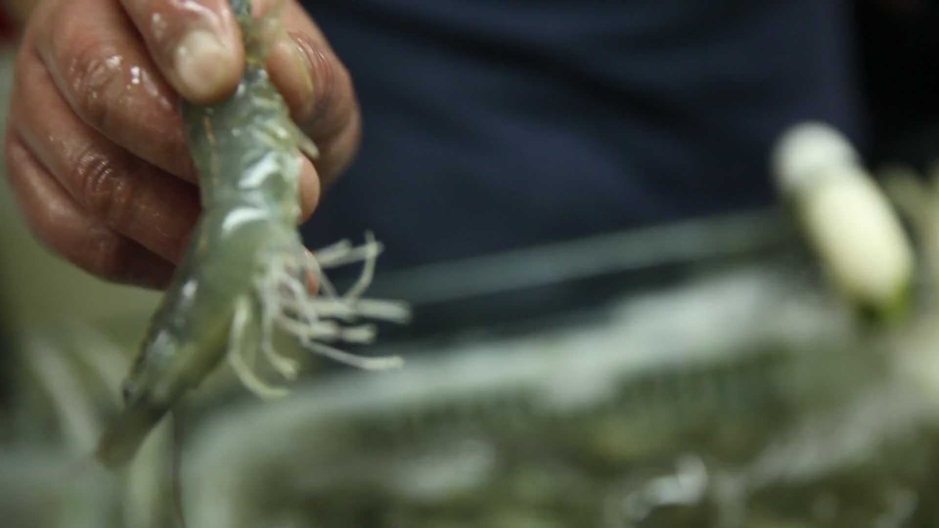 海鲜市场挑选基围虾视频的预览图