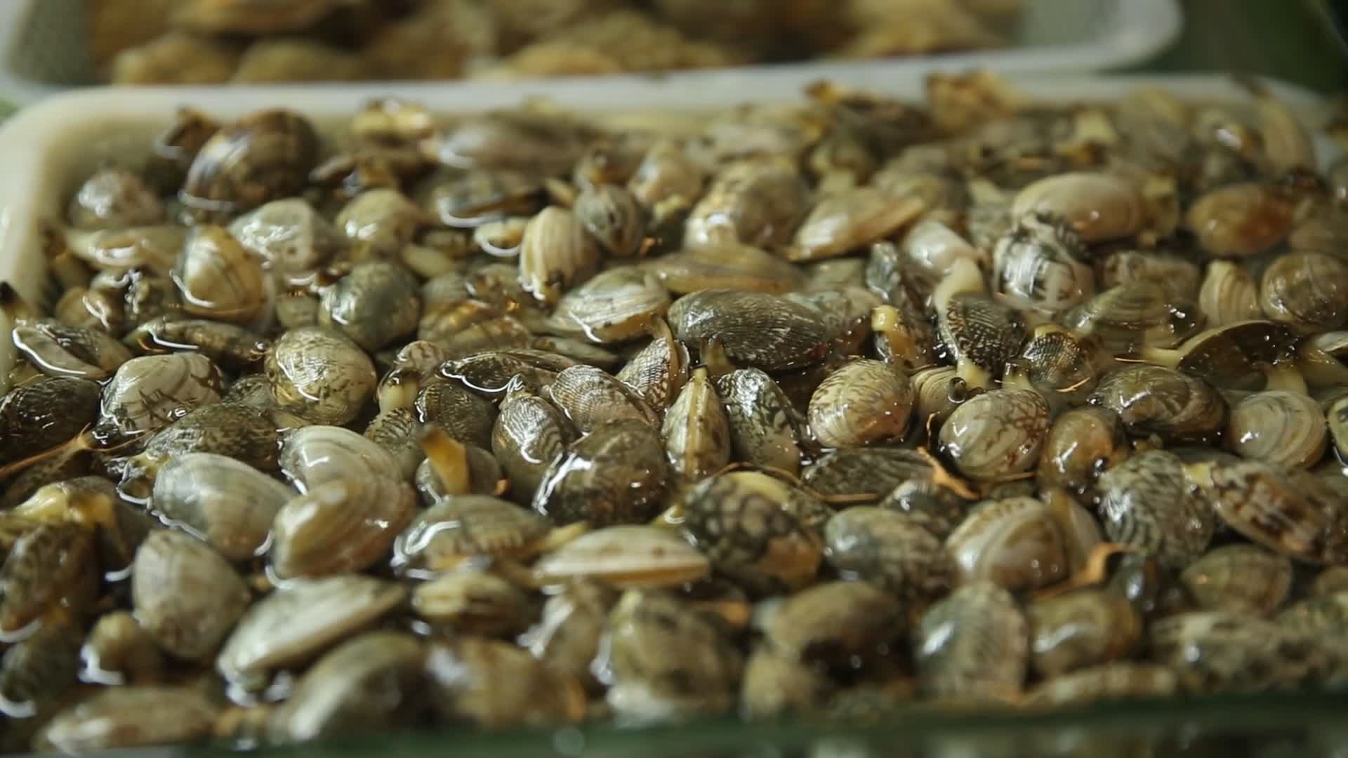 海鲜市场花蛤视频的预览图