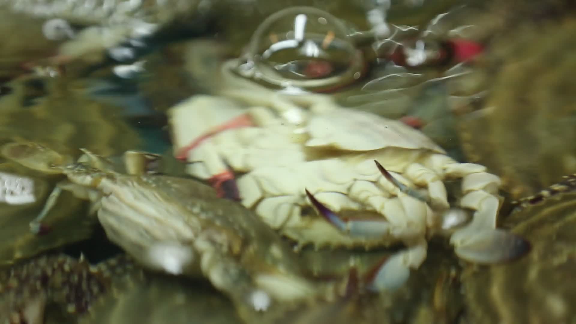 海鲜市场螃蟹视频的预览图