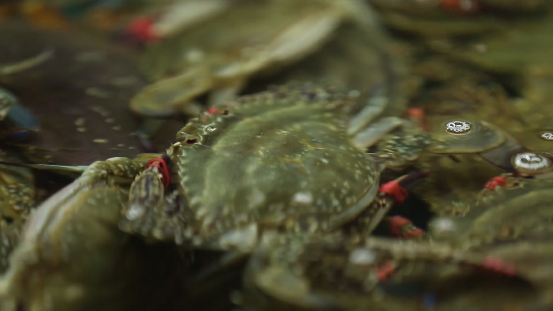 海鲜市场螃蟹视频的预览图