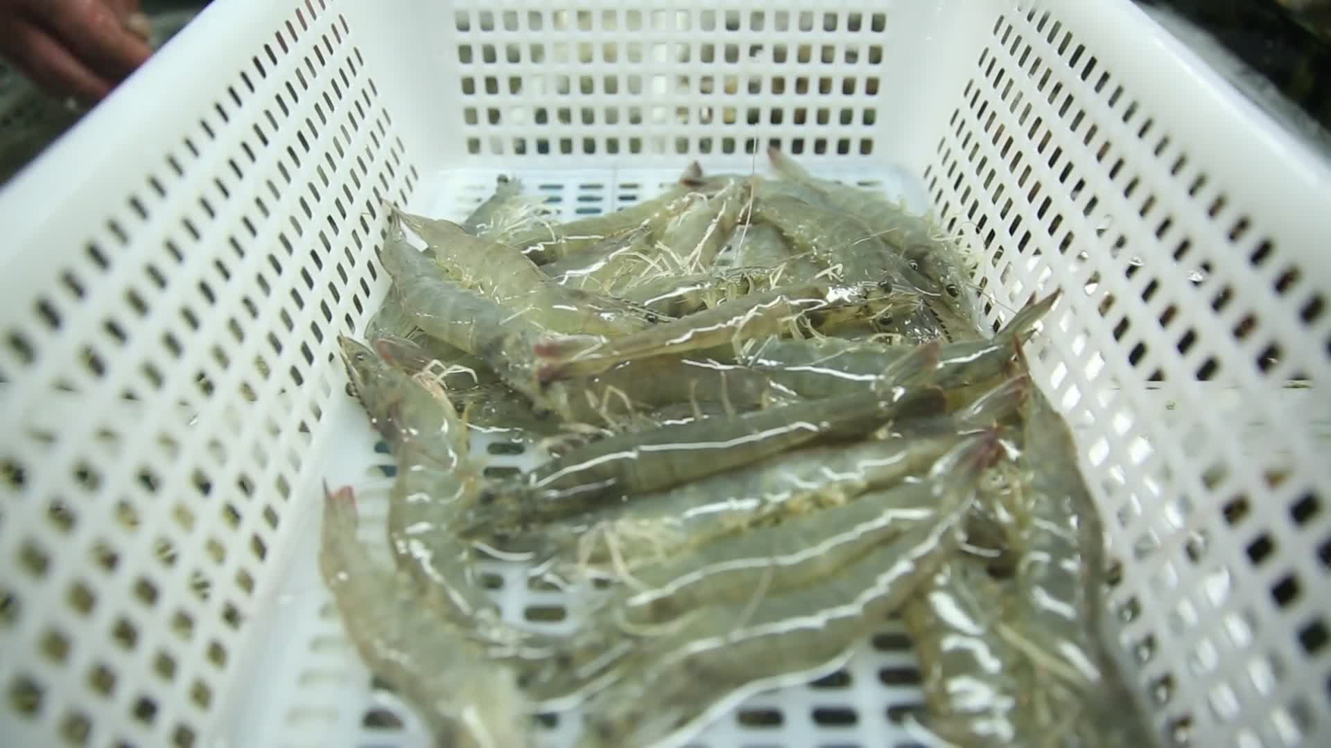 海鲜市场基围虾鲜虾视频的预览图