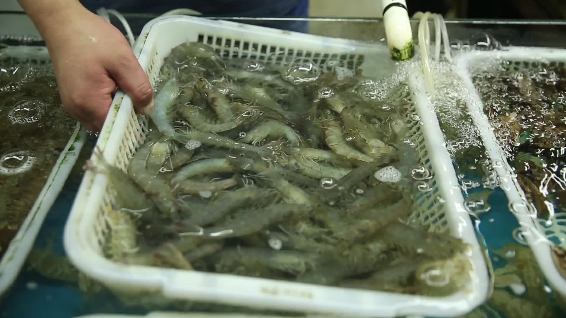 海鲜市场基围虾鲜虾视频的预览图