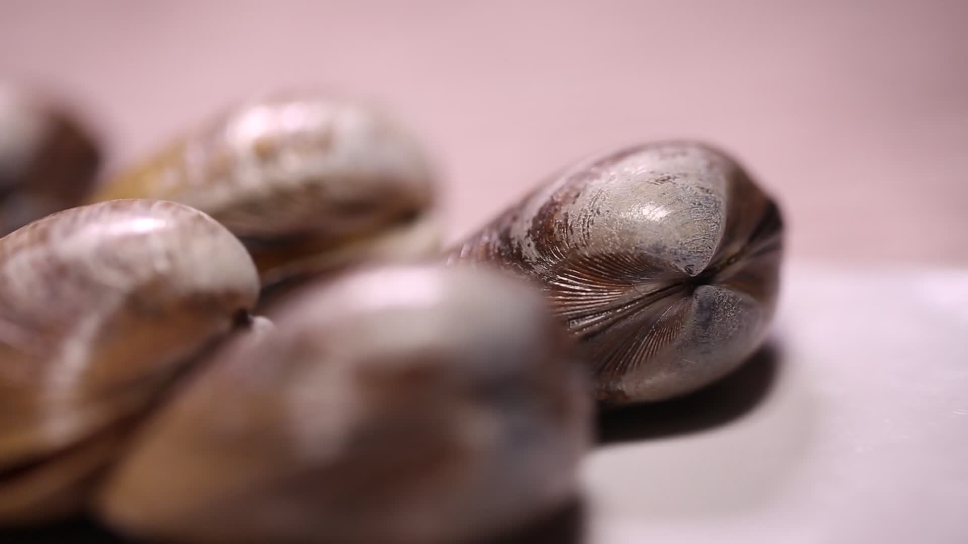 花蛤黄蚬子海鲜视频的预览图