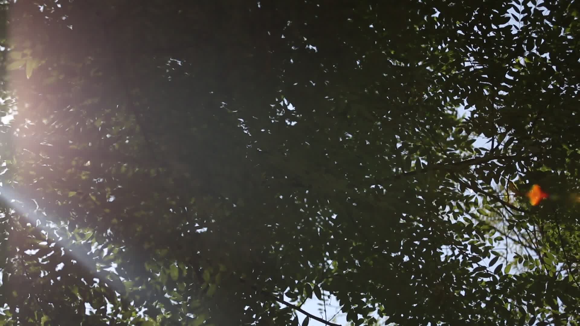 仰望天空树叶光影视频的预览图