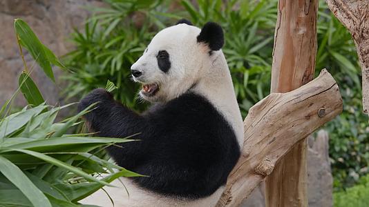 大熊猫在吃竹子实拍4k视频视频的预览图