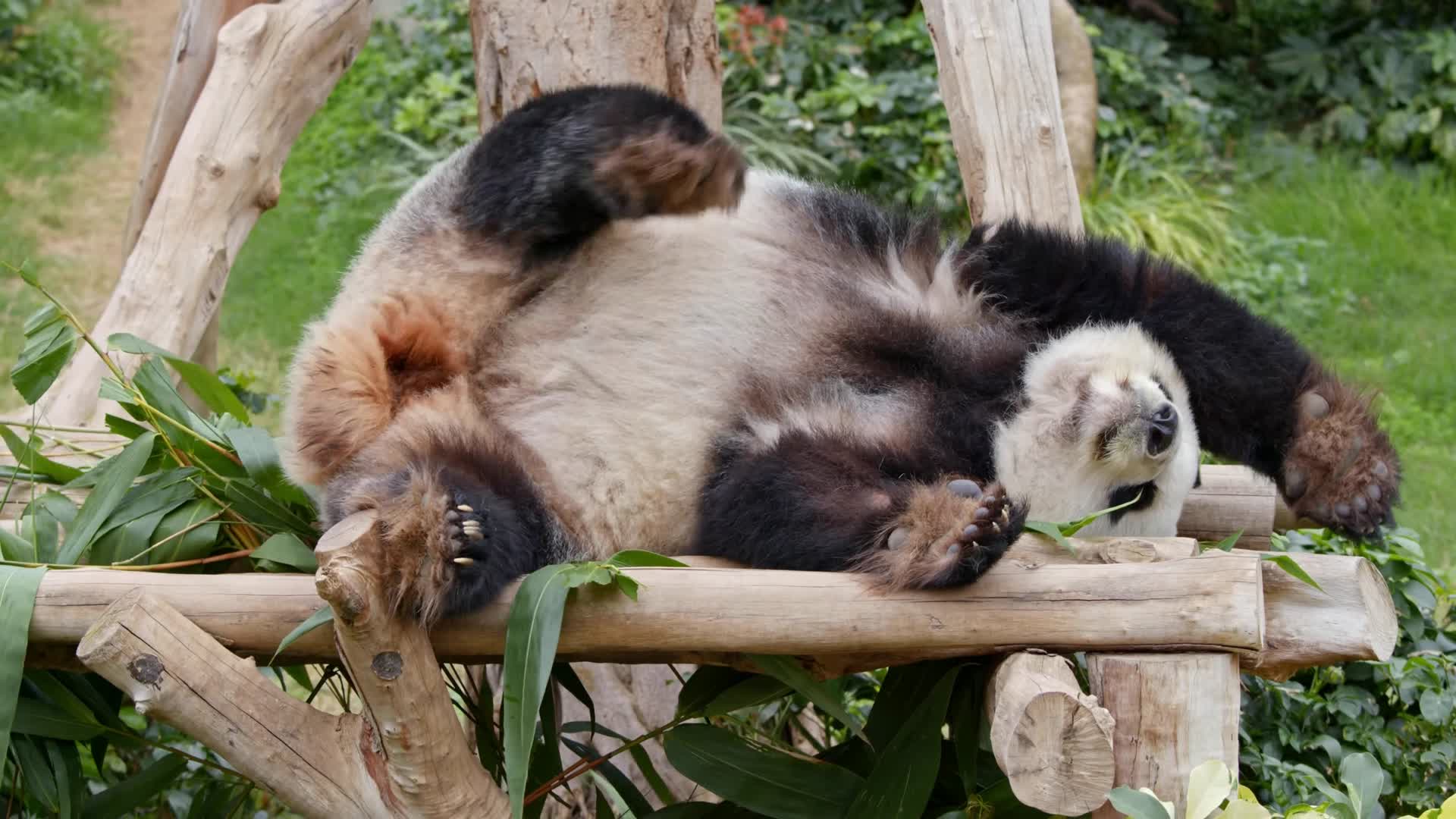 大熊猫躺在树上休息实拍4k视频视频的预览图