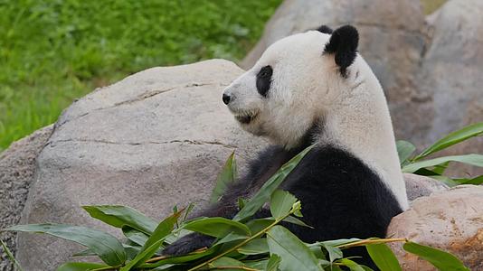 4K实拍大熊猫在吃竹子叶视频的预览图