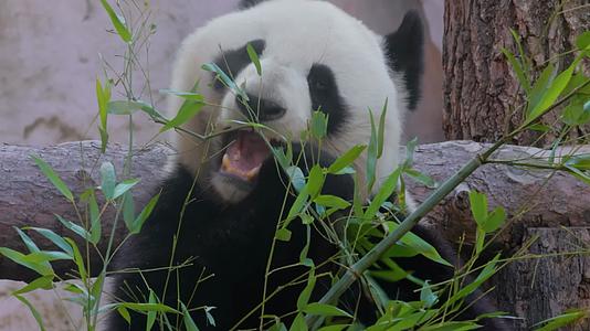 熊猫在吃竹子食物实拍4k视频视频的预览图