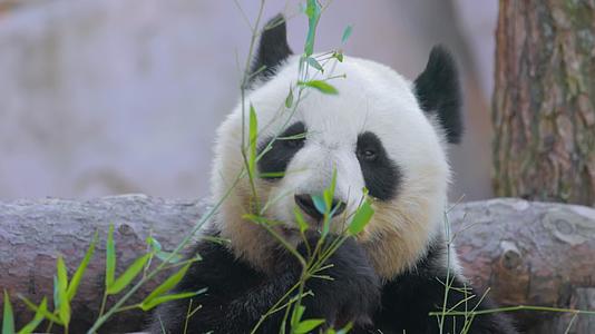 拍摄熊猫吃竹子4k实拍视频视频的预览图