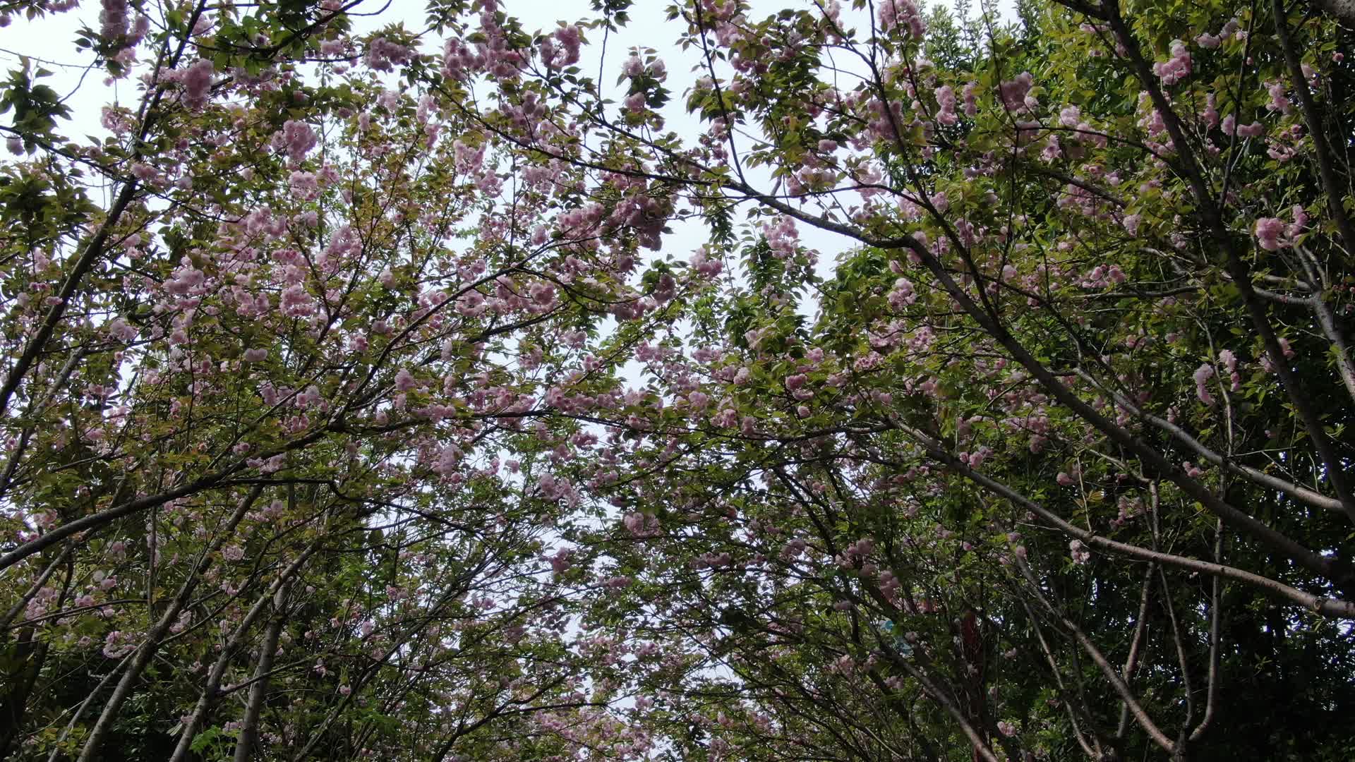 实拍春天樱花盛开视频的预览图