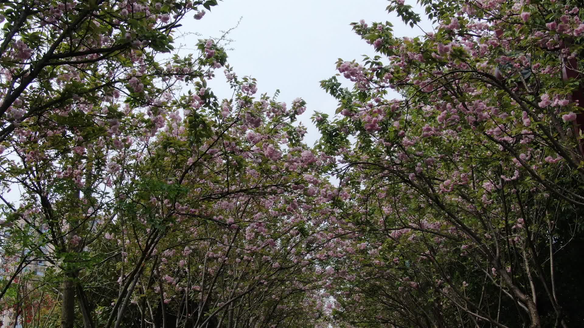 实拍春季樱花盛开视频的预览图