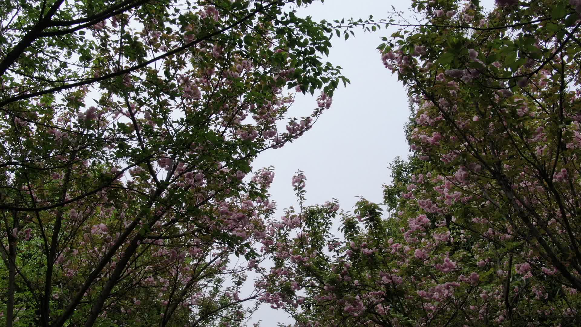 实拍樱花盛开视频的预览图