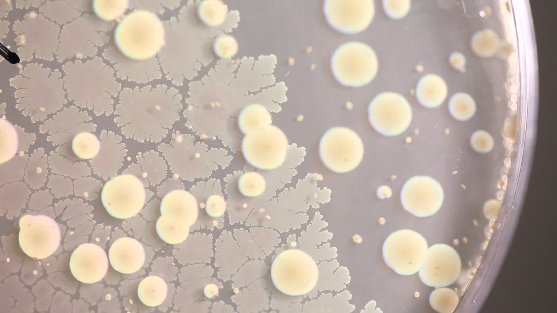 培养皿细菌培养实验菌群视频的预览图