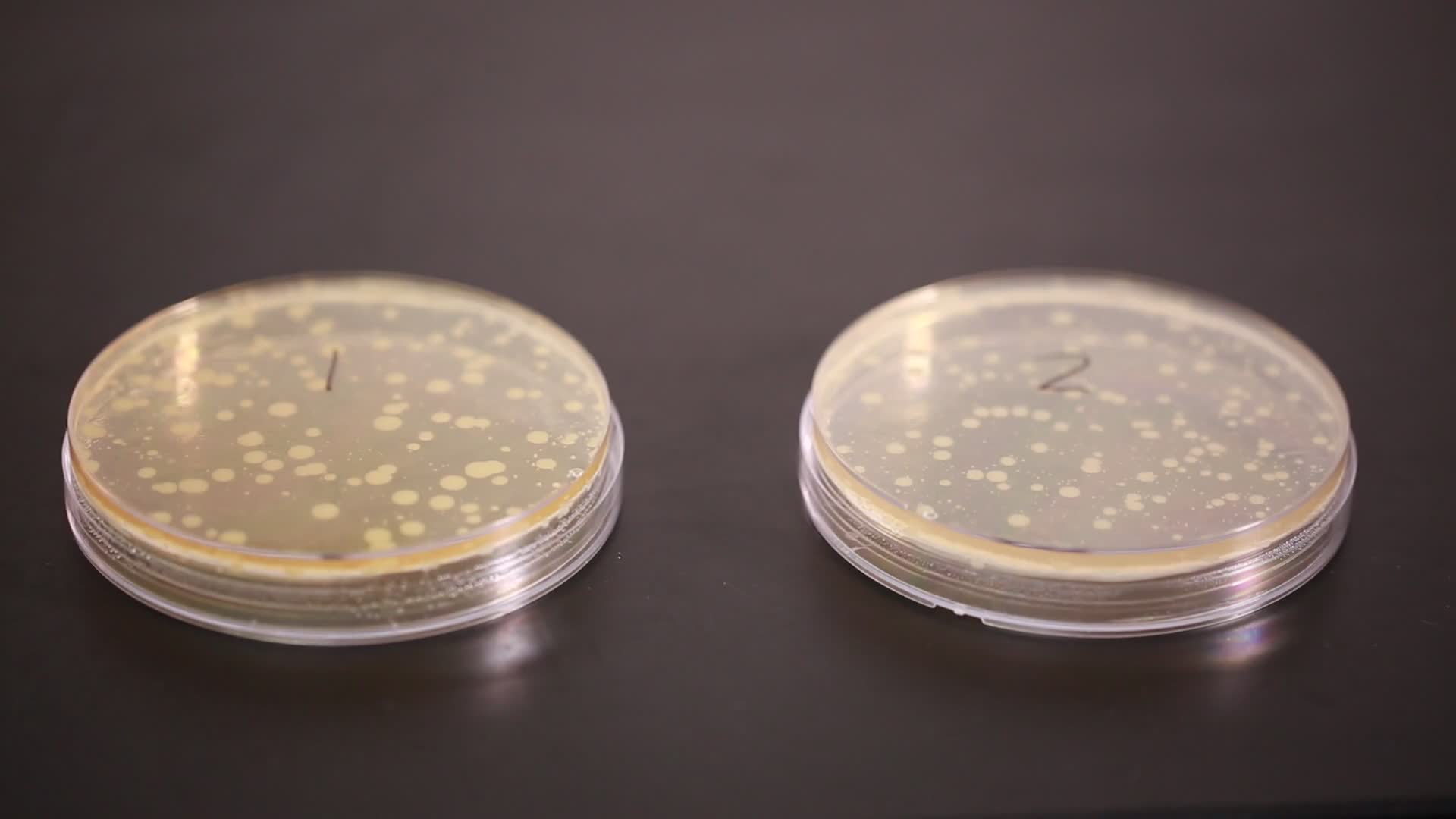 培养皿细菌培养实验菌群视频的预览图