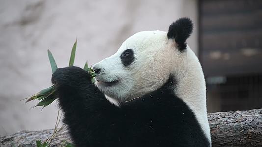 实拍近景动物园大熊猫吃食物4k视频视频的预览图