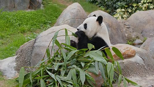 动物园大熊猫吃竹子场景4k视频视频的预览图