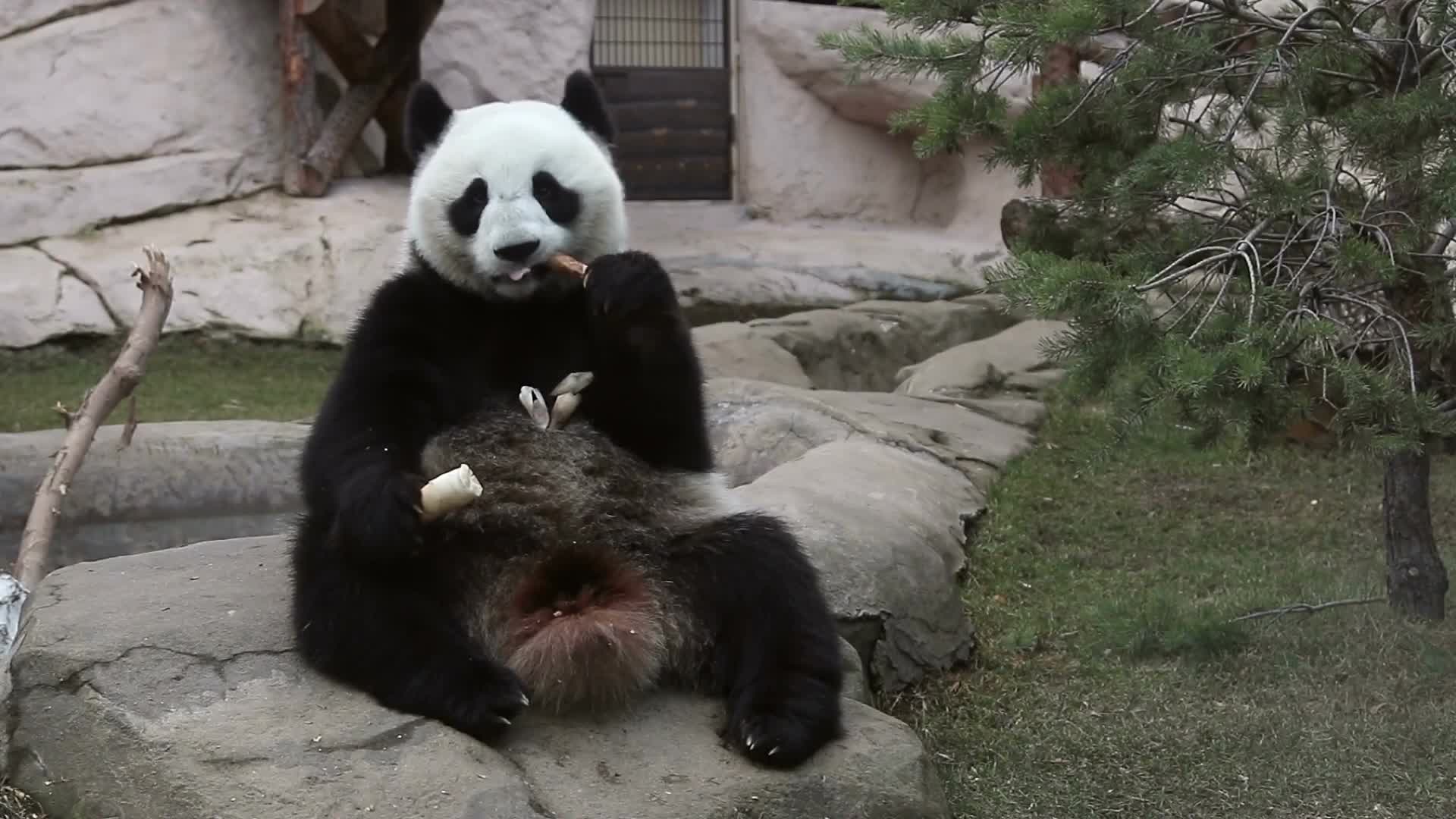 实拍熊猫坐在石头上吃竹笋场景视频视频的预览图