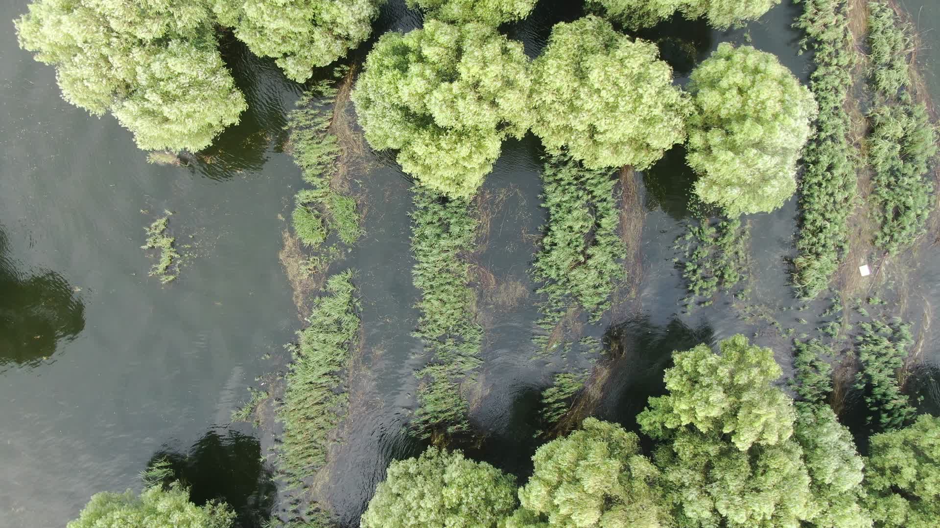 俯拍湖中水上森林植物视频的预览图