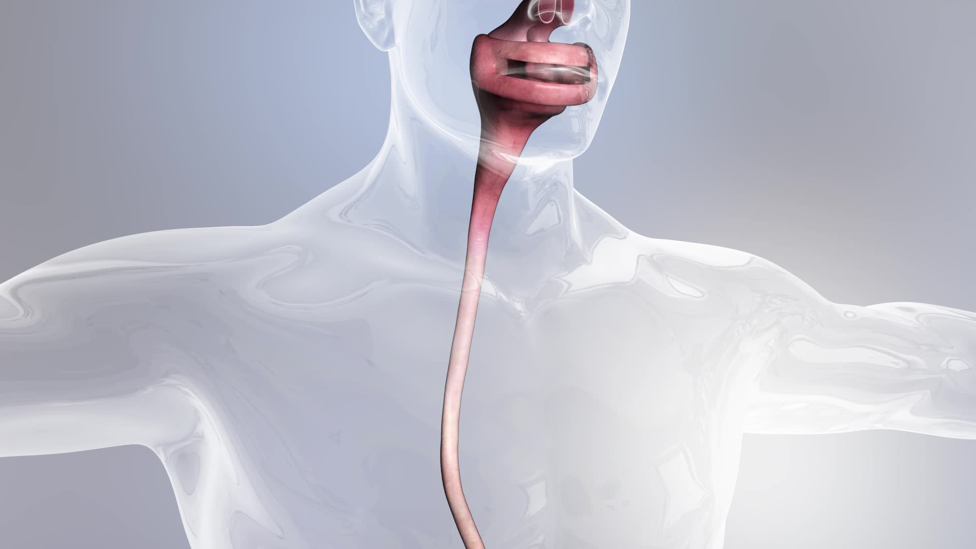 肠胃人体动画三维素材视频的预览图