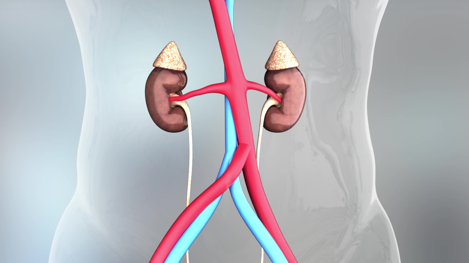肾脏生殖器人体动画三维素材视频的预览图
