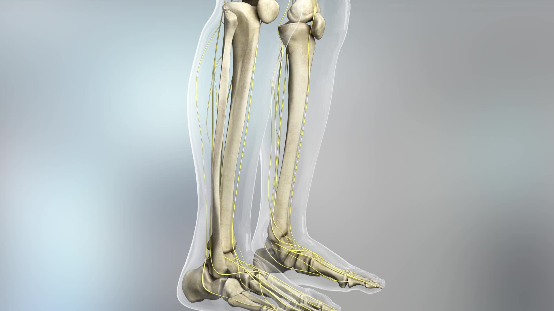 三维人体骨骼模型动画素材视频的预览图