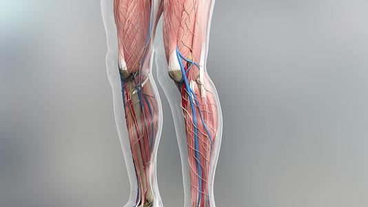 人体全身肌肉视频的预览图