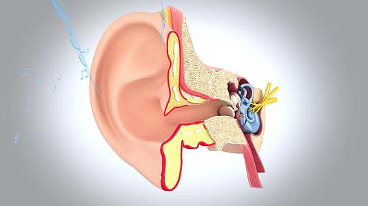 耳朵听力视频的预览图