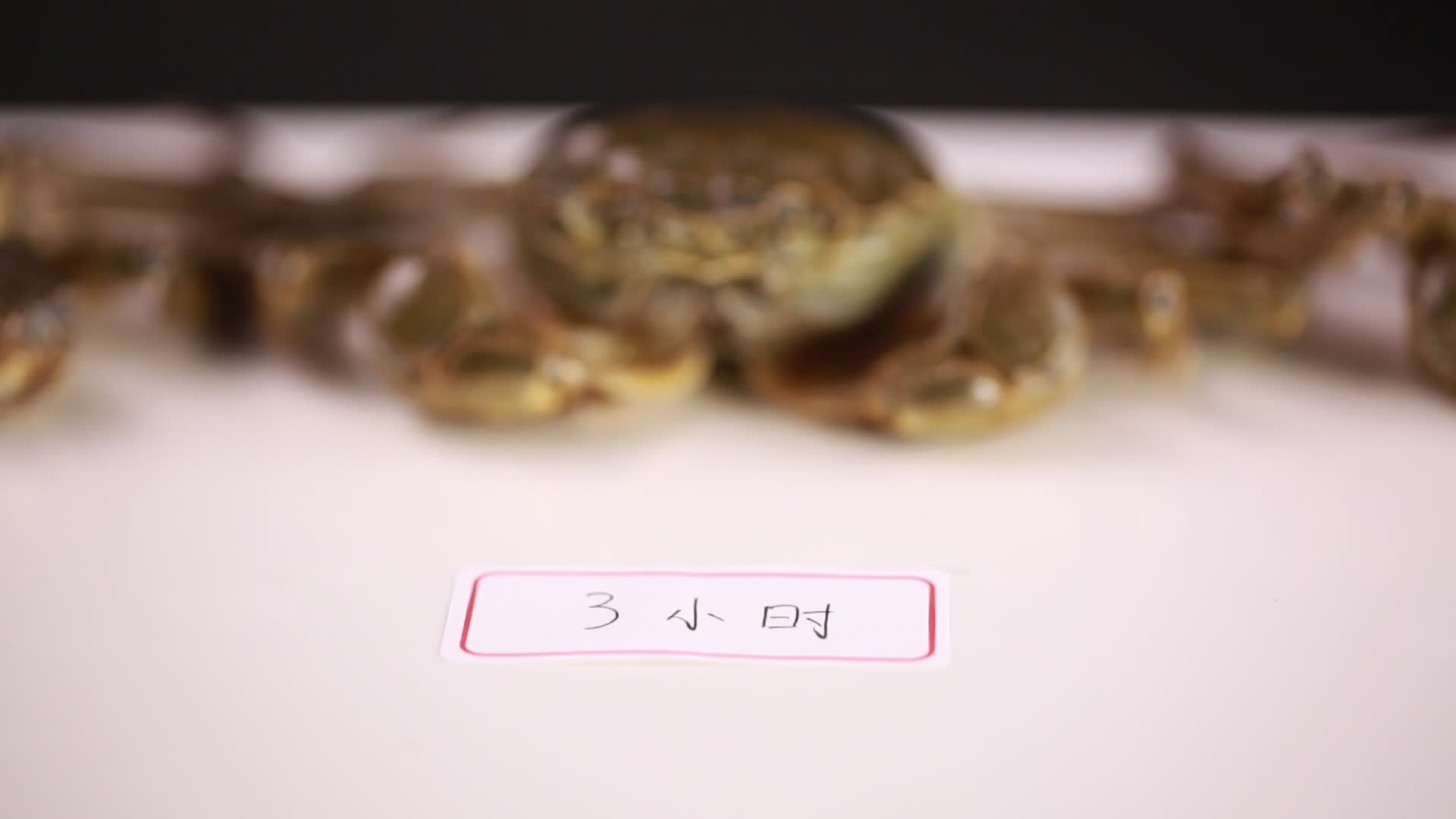 海鲜螃蟹阳澄湖大闸蟹视频的预览图