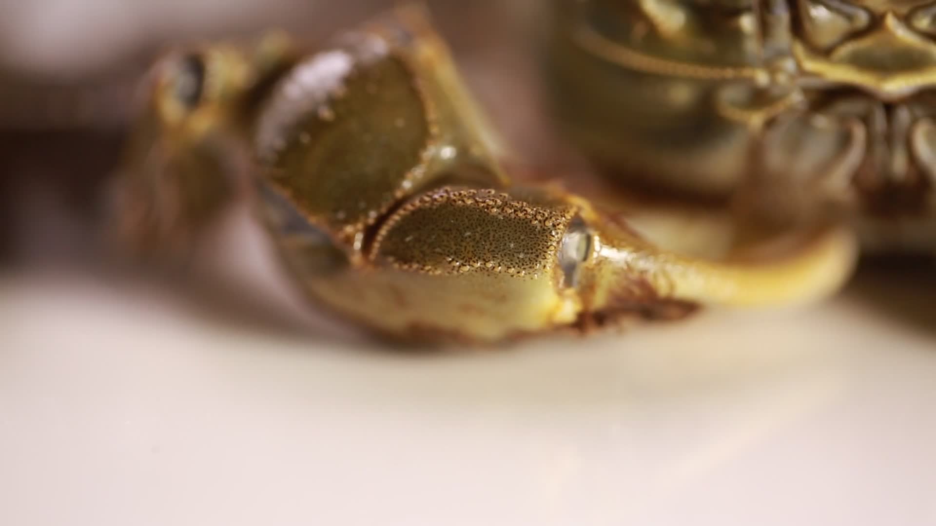 海鲜螃蟹阳澄湖大闸蟹视频的预览图