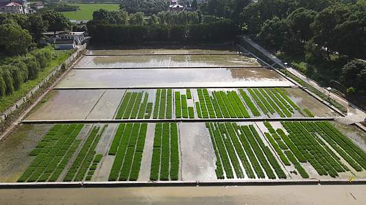 航拍绿色水稻种植基地视频的预览图