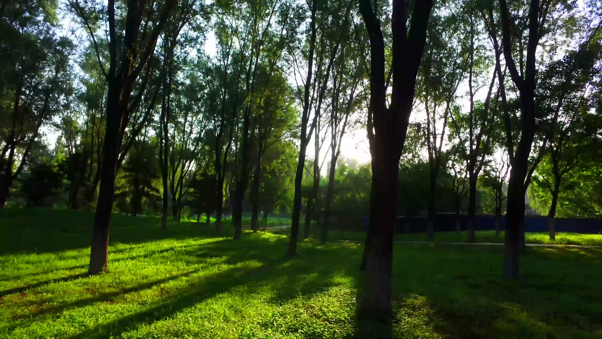 树林光线变化延时视频的预览图