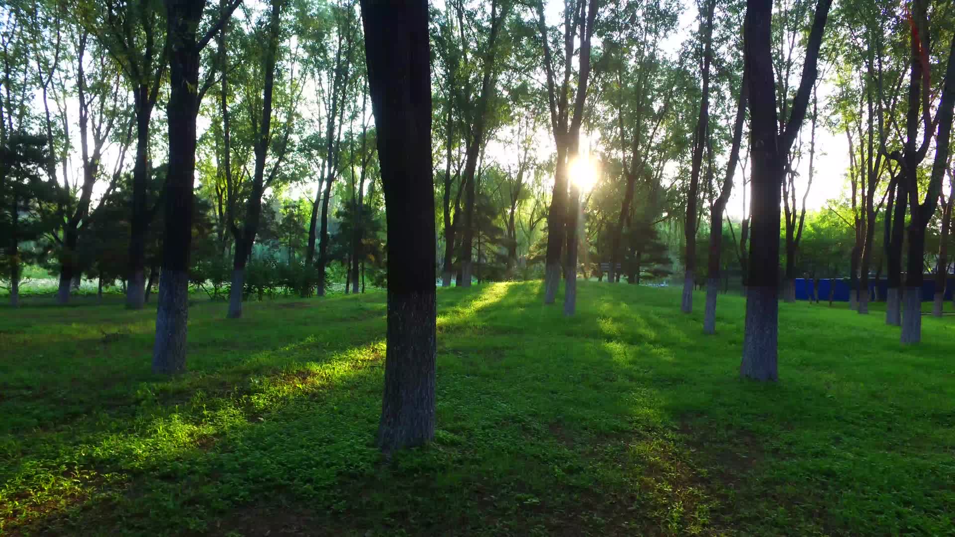 逆光下的树林延时视频的预览图