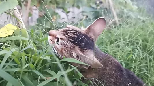 实拍吃草的猫咪视频的预览图
