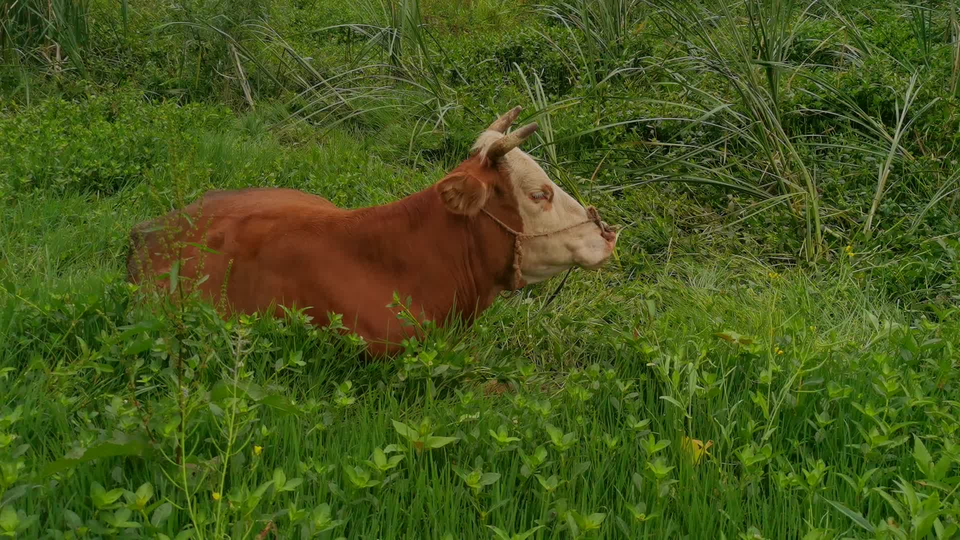 实拍放养的牛视频的预览图