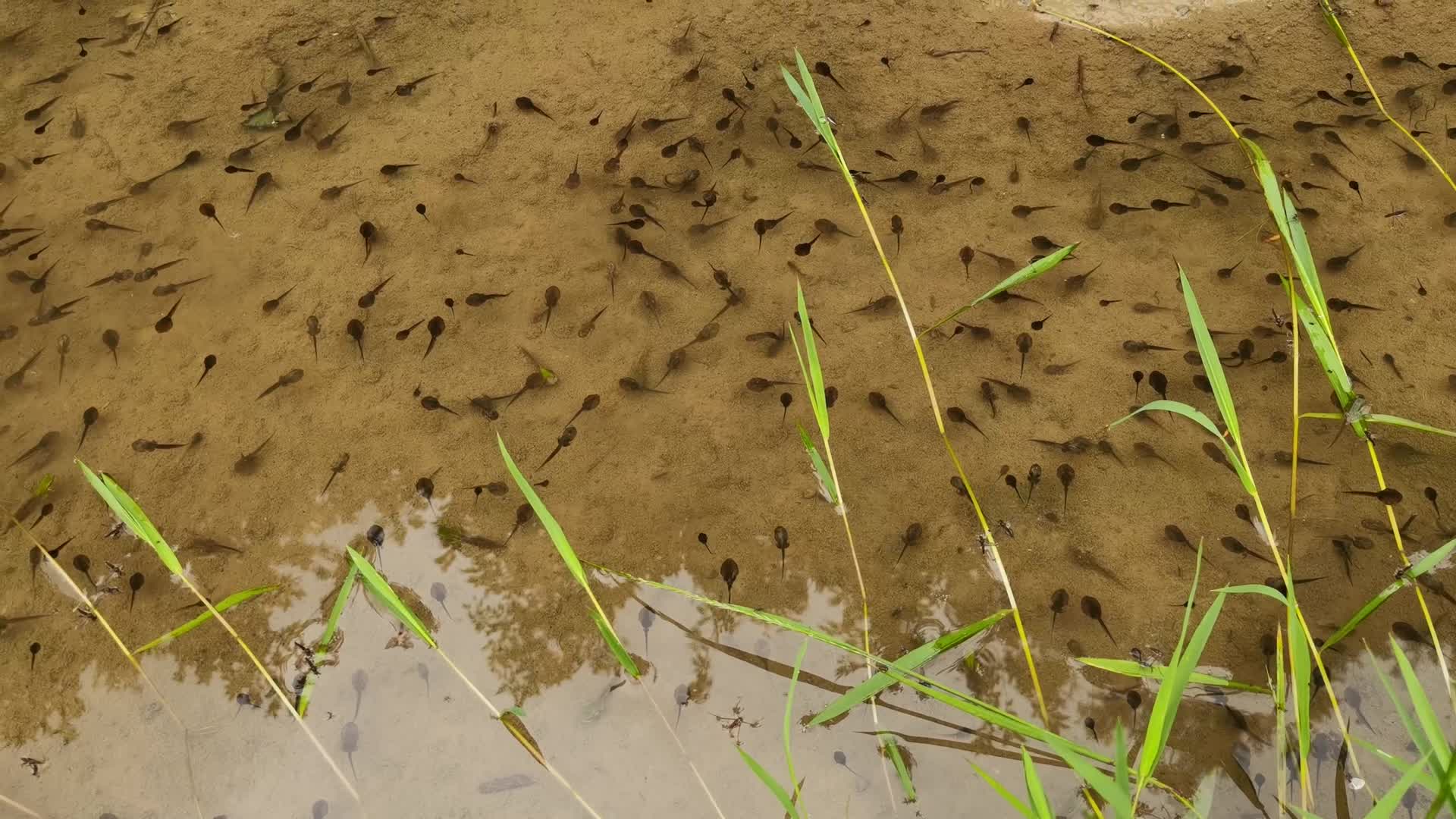 实拍池塘的小蝌蚪视频的预览图