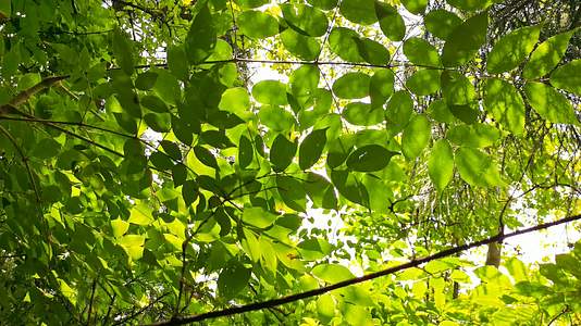 实拍雨后阳光透过森林照射在树叶上视频的预览图