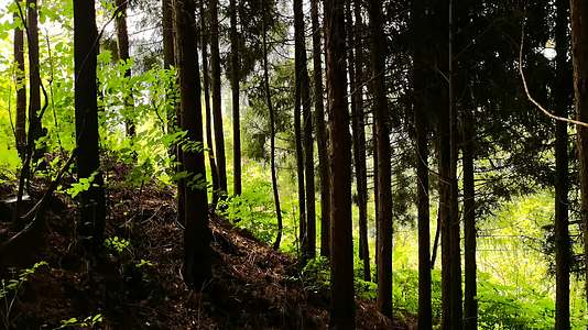 实拍茂密的森林环境视频的预览图