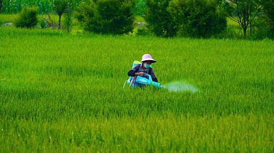4k实拍农民水稻喷洒除虫药视频的预览图