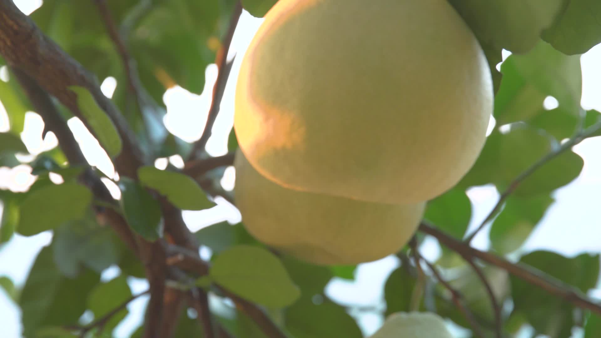 柚子文旦柚视频的预览图